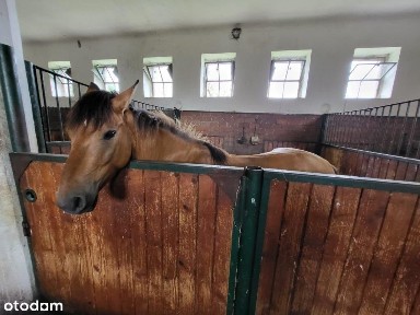 Dworek+park+stadnina koni,budynki>1000m2,park 9ha!