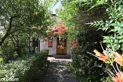 Suchy Bór/Dom 100 m2 na dużej działce!