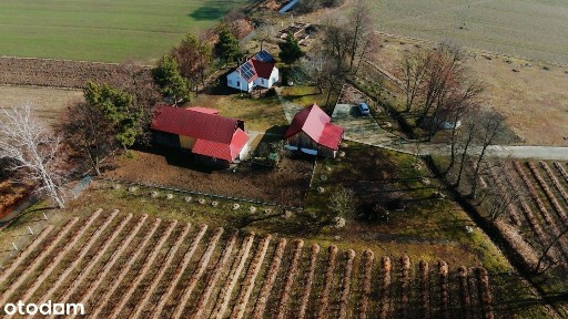 Zadbane siedlisko z prosperującą plantacją jagody kamczackiej.