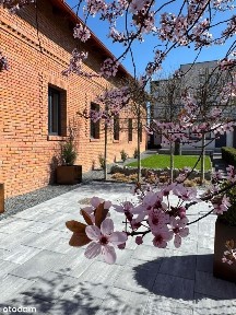 SWARZĘDZ, świetny, oryginalny bliźniak do wynajęcia, pompa ciepła