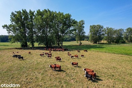 Gotowe 2 pokoje pod lasem! S7! ZTM!