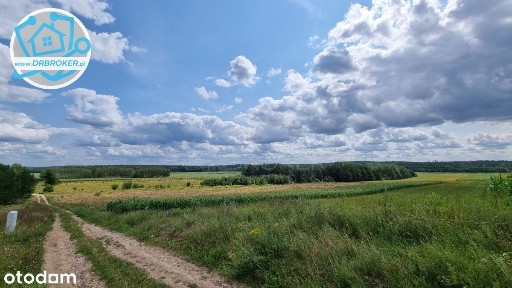 Dom na wzgórzu, Studzianki!