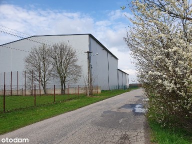 Jawor Solecki, Sienno, lipski, mazowieckie