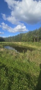 Sprzedam siedlisko w lesie Pieniezno Rozaniec