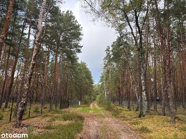 Drewniany domek w lesie - Kupujący nie płaci prowizji
