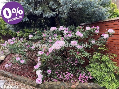 Zielonka komfortowy dom wolnostojący