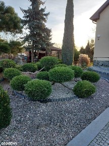 Dom wolnostojący na sprzedaż z zabudowaniami gosp.