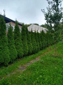 Dom bliźniak, połowa