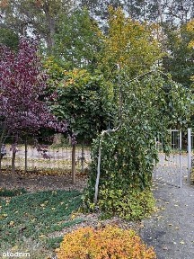 morze, garaż, las, winda