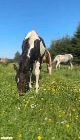 Na sprzedażDom z duszą w spokojnej, malowniczej okolicy