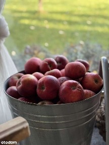 Zaczarowany ogród pod Wojciechowem - garaż, warsztat, piwniczka/schron