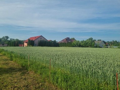 2 działki Budowlane MPZP z Mediami + dom + potencjał inwestycyjny - No