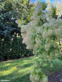 Dom w malowniczym zakątku Bydgoszczy!
