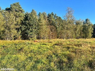 budynek użytkowy na wynajem od zaraz Zielonka Białe Błota
