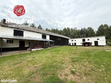 Gospodarstwo 10 km od Warlubia i Nowego-od zaraz