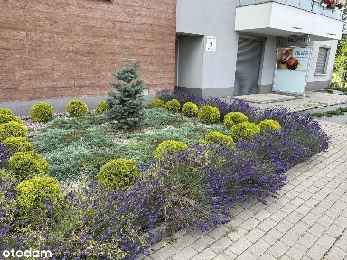 ul. Karoliny, Bogucice, Katowice, śląskie