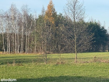 Siedlisko z działką o powierzchni 2,3h