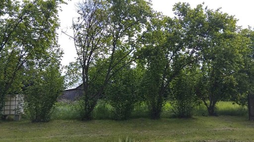 Domek z działką w spokojnym miejscu.