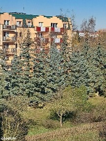 Mieszkanie 3 pok. 62,45 m2 + balkon, po remoncie