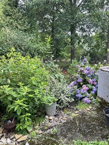 Sielski azyl w Kaszycach - dom z dużą działką i starym sadem