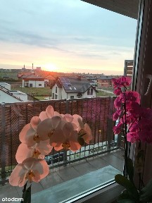 Do wynajęcia mieszkanie w Siemianowicach Śląskich, ul. Łokietka 10