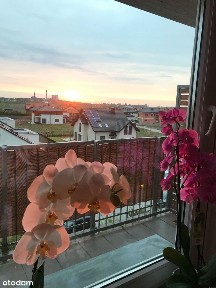 Do wynajęcia mieszkanie w Siemianowicach Śląskich, ul. Łokietka 10