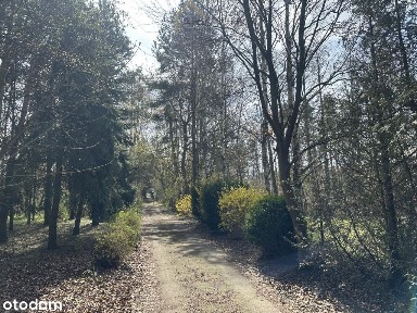 Nieruchomość na dużej leśnej działce