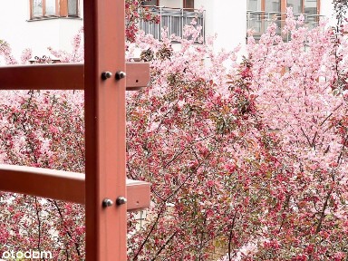 ul. Sarmacka, Błonia Wilanowskie, Wilanów, Warszawa, mazowieckie