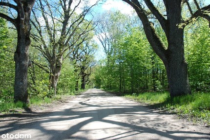 sprzedam udział 1/2 w 2 Mieszkaniach Białoweża,w PuszczyBiałowies100m2