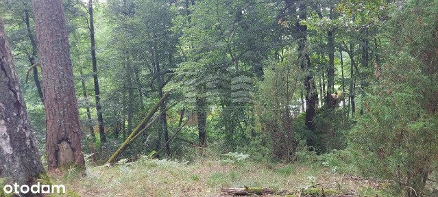 Domek z ogrodem nieopodal lasu