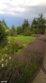 Dom jedno lub dwurodzinny lub pod działalność.