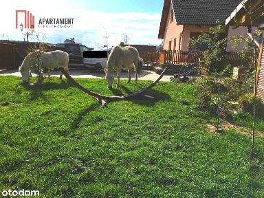 Przestronny dom na dużej działce z basenem.