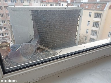 Stare Miasto, Śródmieście, Szczecin, zachodniopomorskie