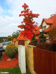 Wynajmę bezpośrednio dom w bliźniaku