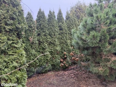 Dom do wprowadzenia Lasek Marcelinski