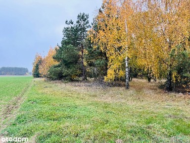 Gospodarstwo w miejscowości Dąbek