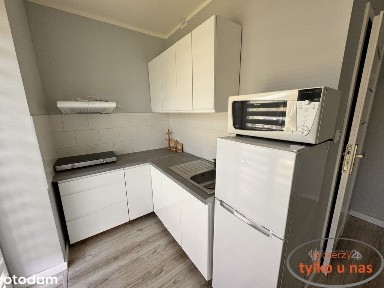 Mikrokawalerka Na Zielonym Dębcu