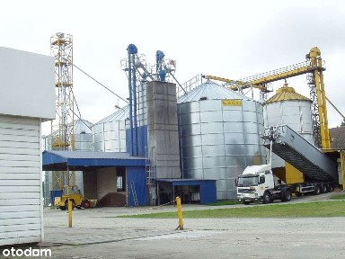 Chojnik, Sośnie, ostrowski, wielkopolskie