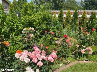 Niepołomice, wielicki, małopolskie