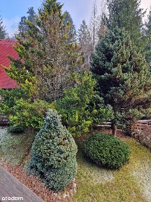 Tylko dla Koneserów