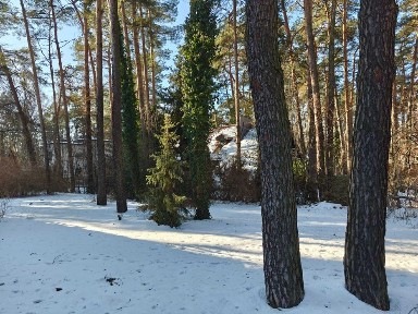 Mazowieckie, Podkowa Leśna