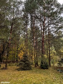 Józefin, Żelechlinek, tomaszowski, łódzkie