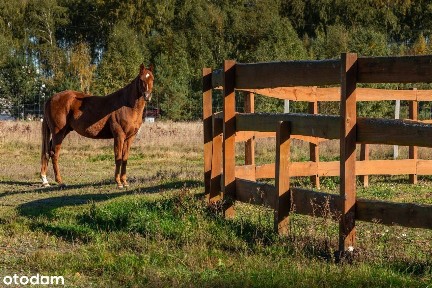 Dworek ze stajnią i działką inwestycyjną