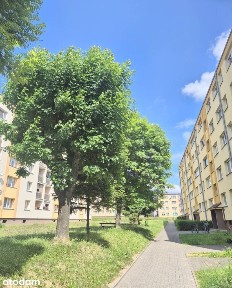St. Wyspiańskiego, Brzeg Dolny, wołowski, dolnośląskie
