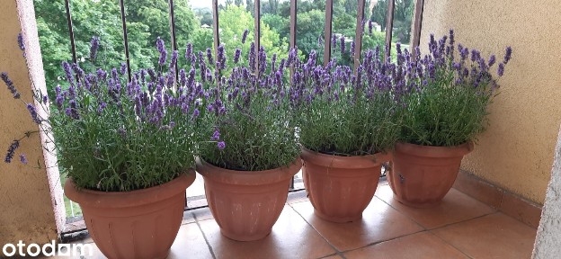 SPRZEDAM: Mieszkanie 48 m² Szczecin Pomorzany (BEZ POŚREDNIKÓW)