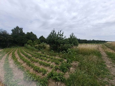 Mieszkanie 2 pokoje + ODDZIELNA działka 600 m2 w spokojnej okolicy - Palędzie Kościelne