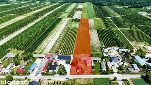 Siedlisko 2,81 ha | MPZP | Dom i budynki gospodarcze