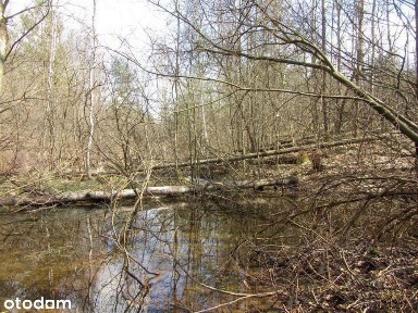 Interesujące siedlisko 4 działki ok.1,5 ha ze strumykiem w Gosaniu