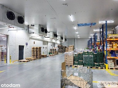 Nowoczesna chłodnia 4200 m2 na wynajem. Najwyższe standardy.