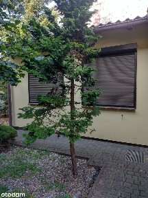 Lokal użytkowy przy ul. Krzywej